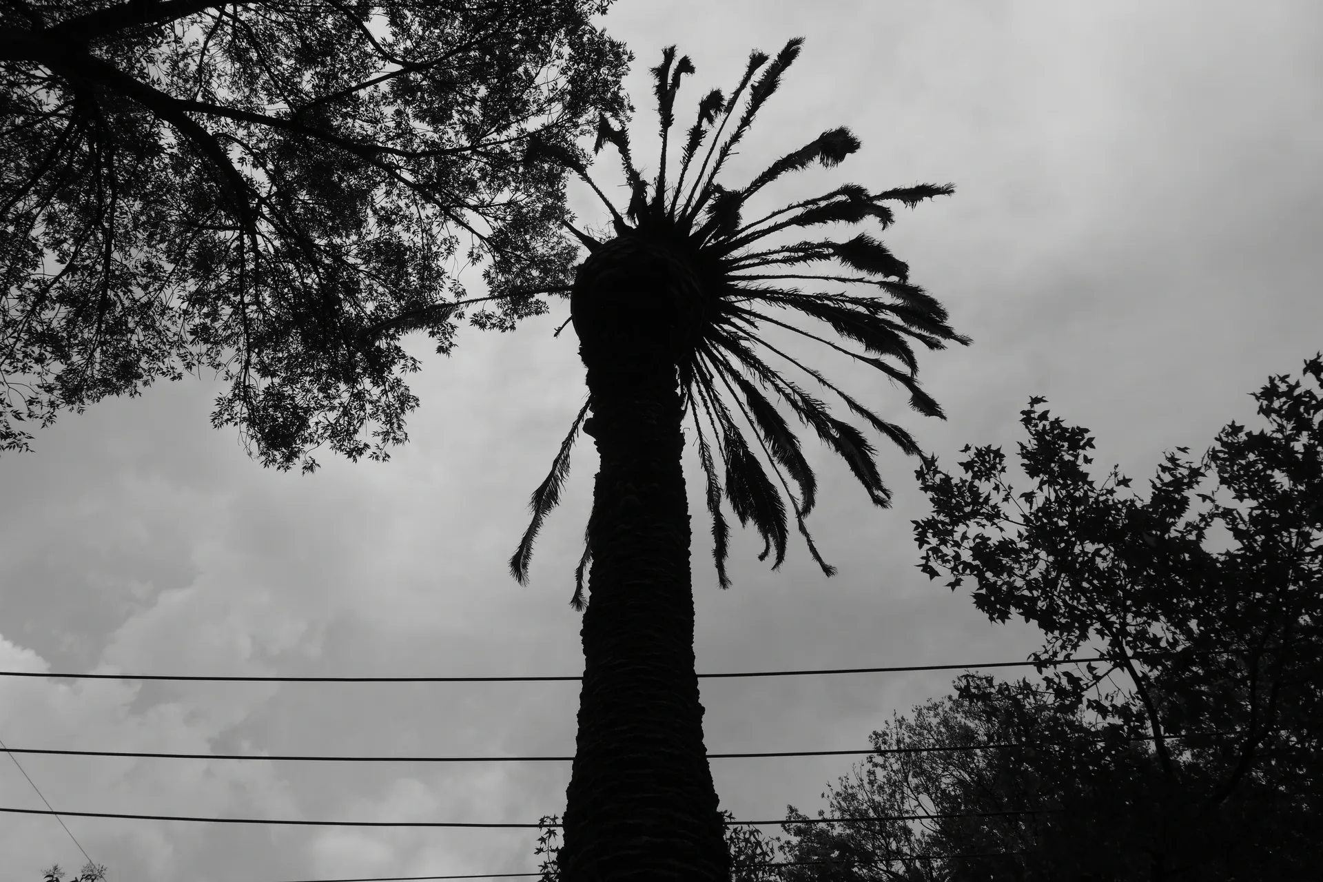 Palmera canaria viva contra cielo de tormenta, blanco y negro