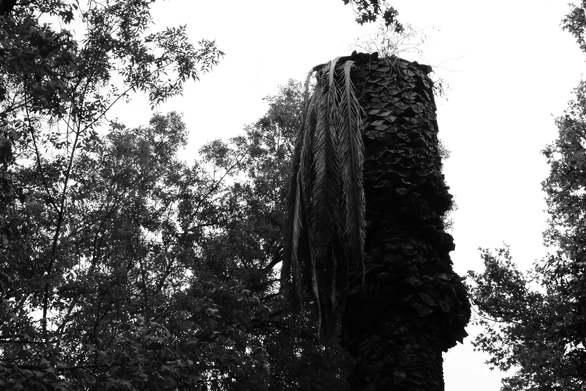 Frondas secas colgando de palmera muerta, blanco y negro