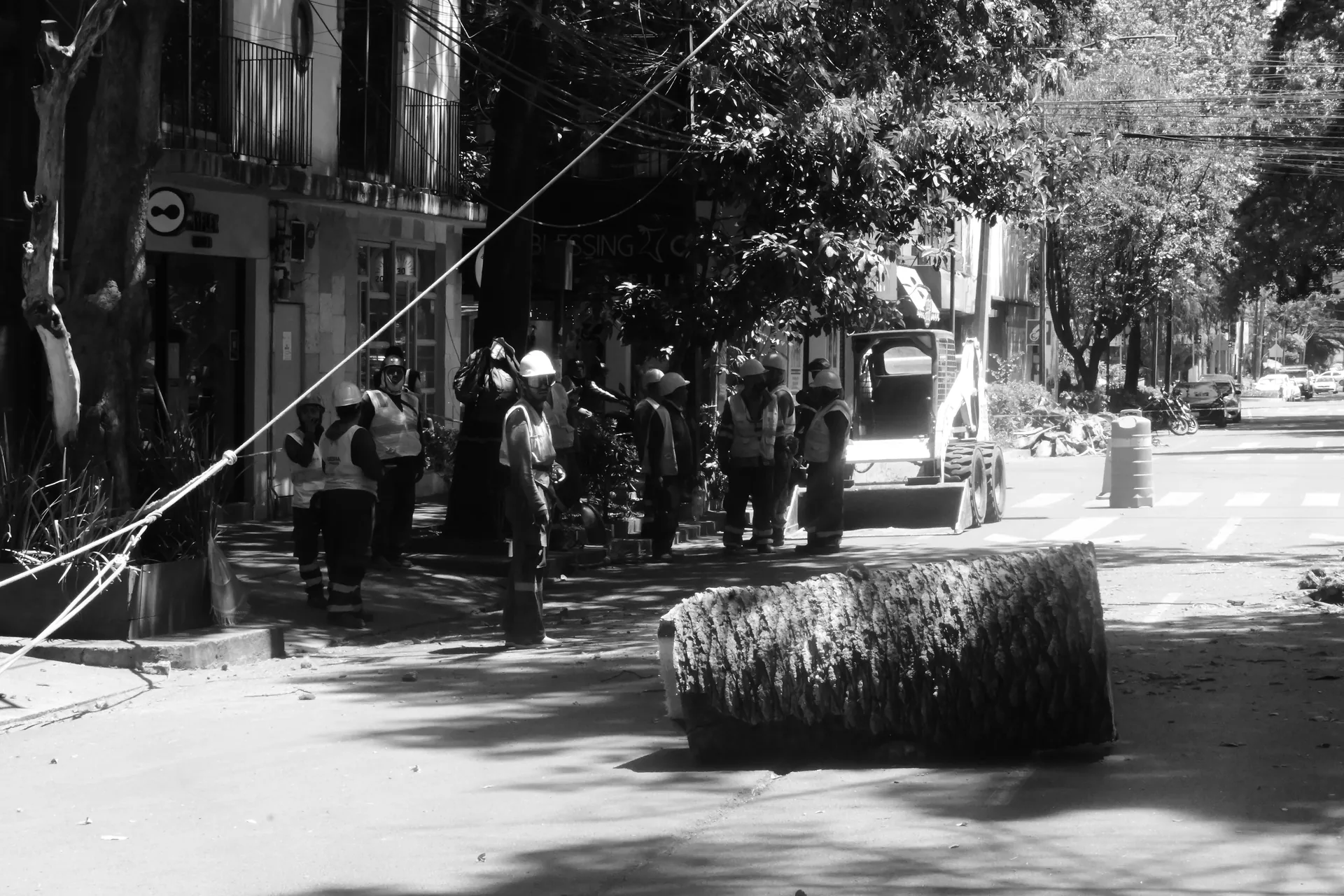 Cuadrilla del SAPA retirando un tronco de palmera talada en una avenida de la Ciudad de México, blanco y negro